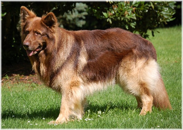 Merlin 4 jaar oud in onze tuin in Klostermoor.  